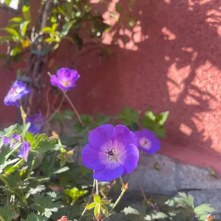 Casa Trasgu 6 Personas En Infiesto Tatil Evi Piloña